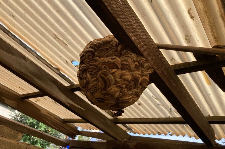 スズメバチ